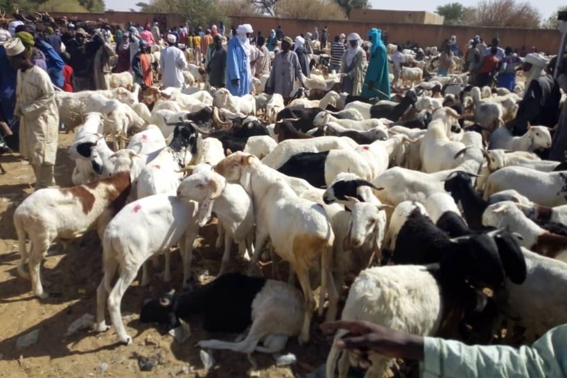 Marché de bétail — chèvres, moutons et bovins rassemblés pour la vente