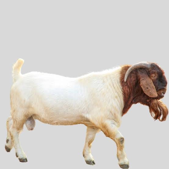 Chèvre