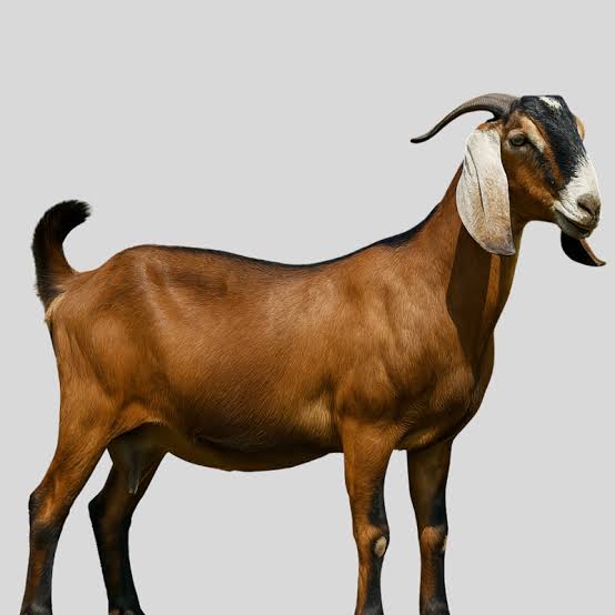 Chèvre