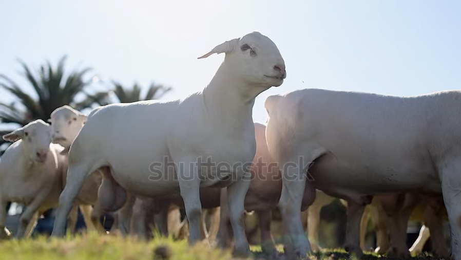Mouton